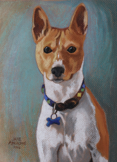 Portrait of Indy dog
